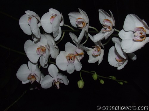 Phalaenopsis Inflorescence